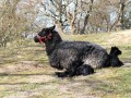 nyfødte lam i Bregninge bakker