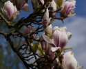 forår i tulipantræet