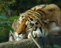 sovende-tiger